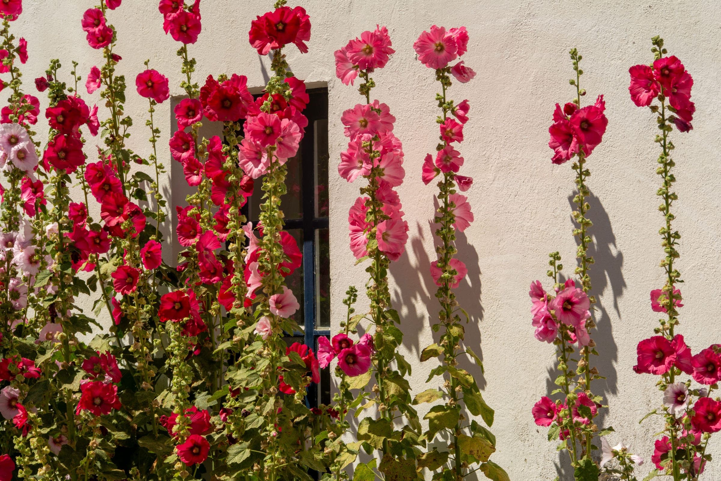 Planting & Borders in a Lincolnshire garden