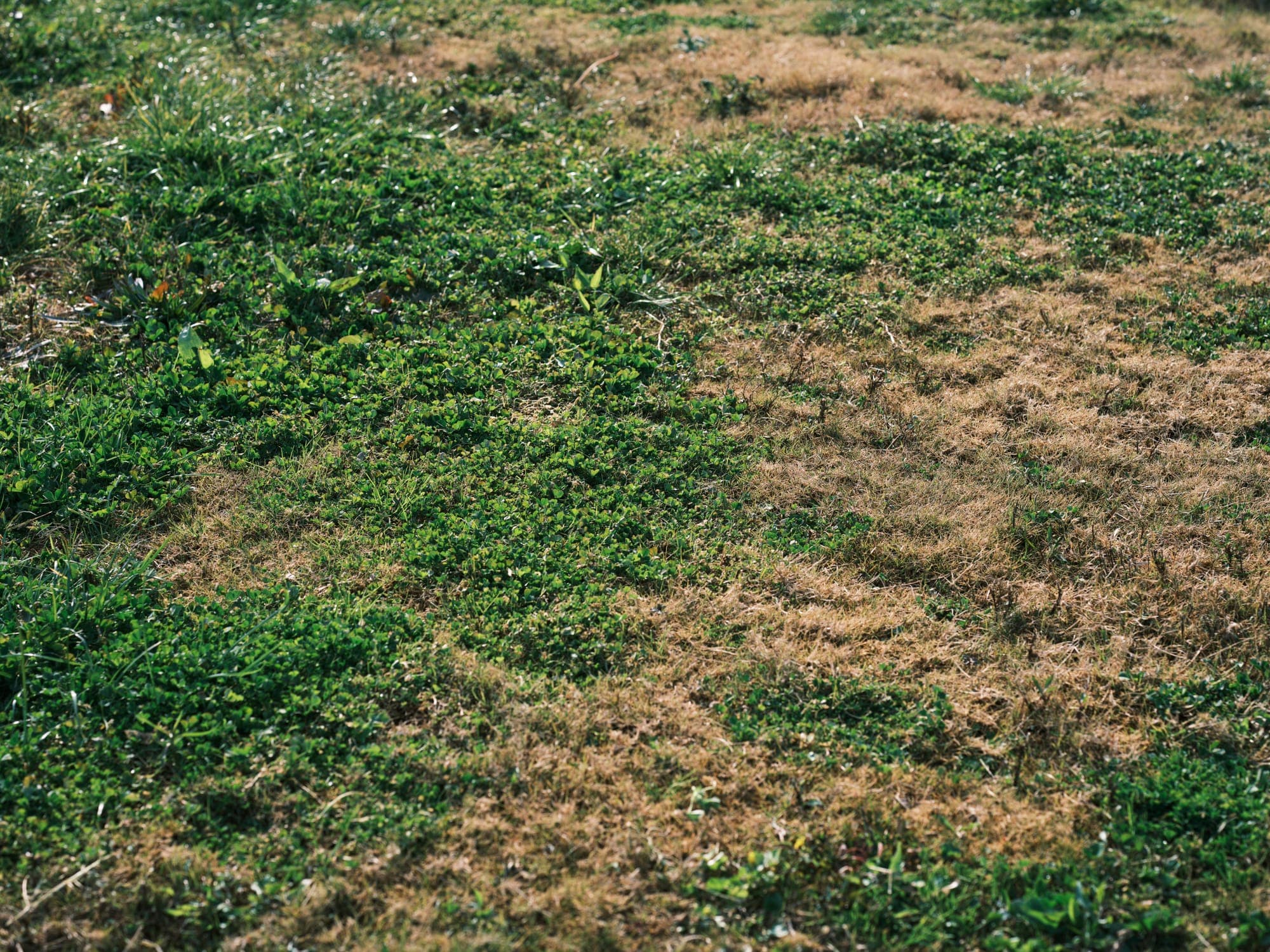 A lawn with distinct brown and yellow patches next to healthy green grass