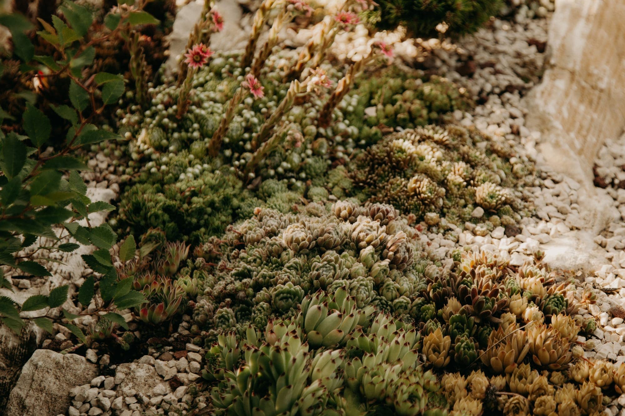 A gravel garden border planted with drought-tolerant plants