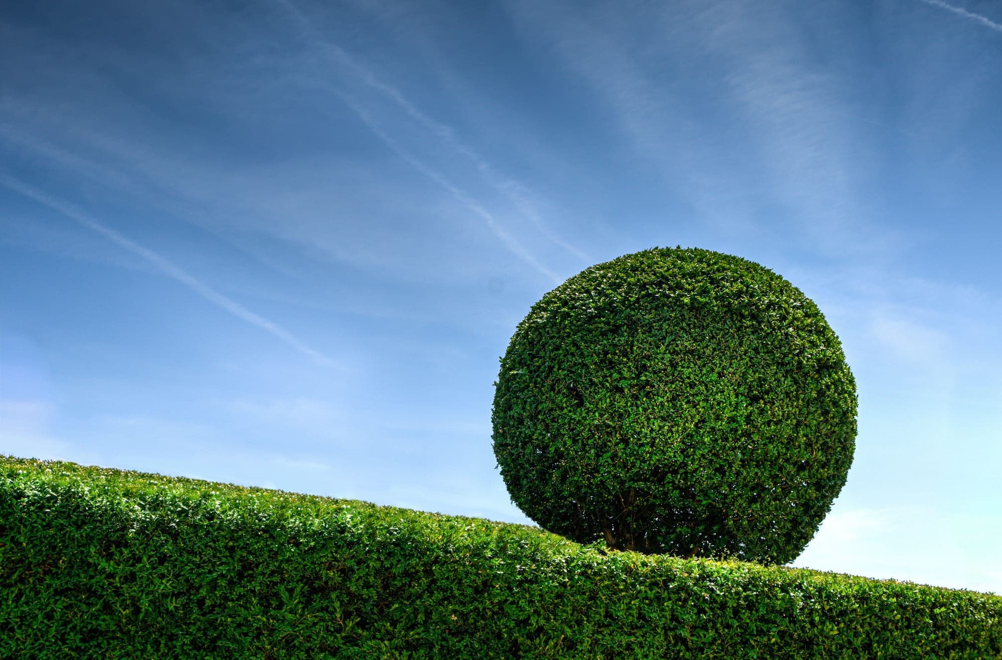 Hedge Trimming in a Lincolnshire garden